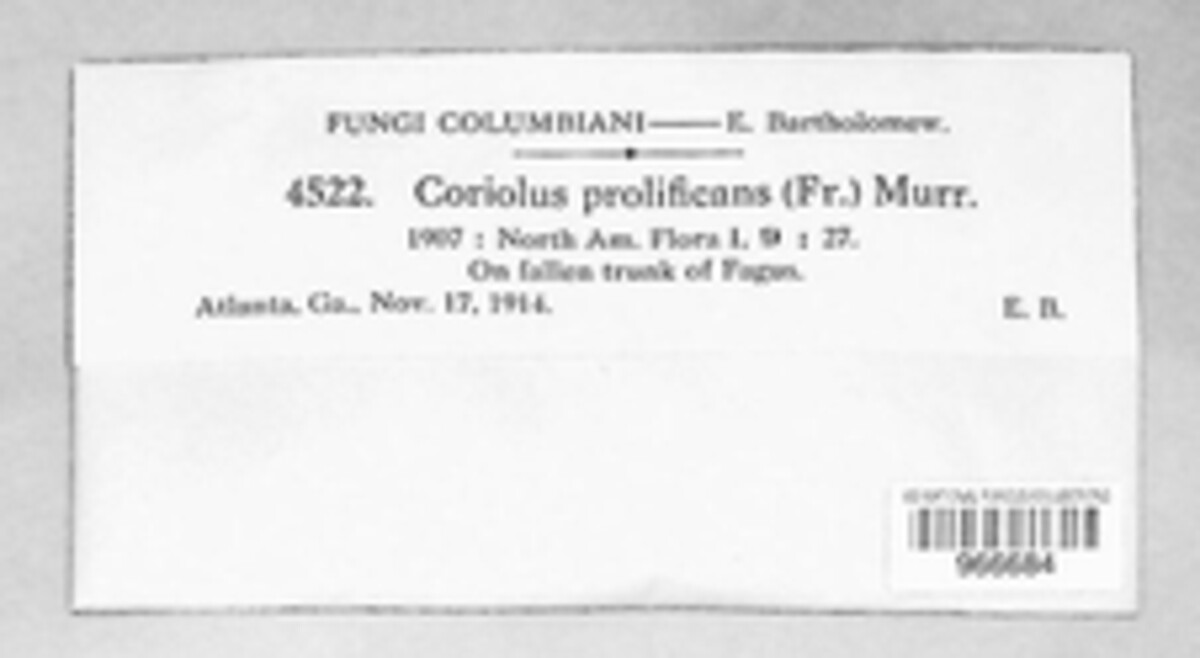 Trichaptum biforme image